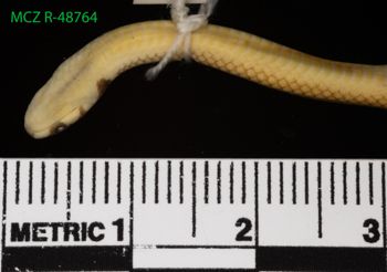 Media type: image;   Herpetology R-48764 Description: Specimen photo;  Aspect: head ventral